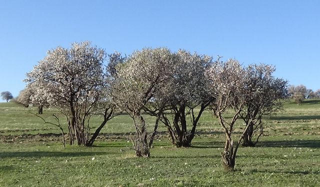 Van’da turizmin yeni rotası: Akın akın turist çekiyor!