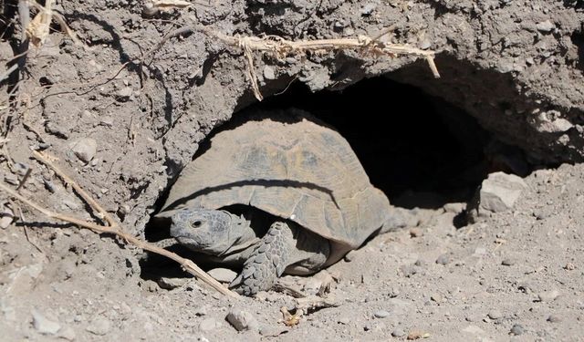 Van Akdamar Adası’nda tarihi tehdit!