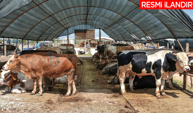 VAN İL TARIM VE ORMAN MÜDÜRLÜĞÜ BÜYÜKBAŞ VE KÜÇÜKBAŞ HAYVAN GÖLGELİĞİ YAPTIRACAK