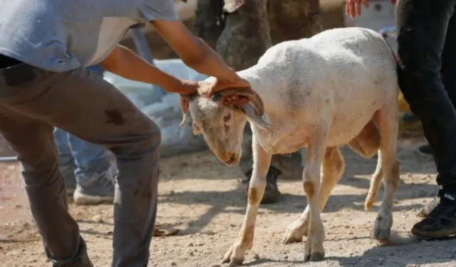 Kurban Duası: Kurban keserken okunacak dua!