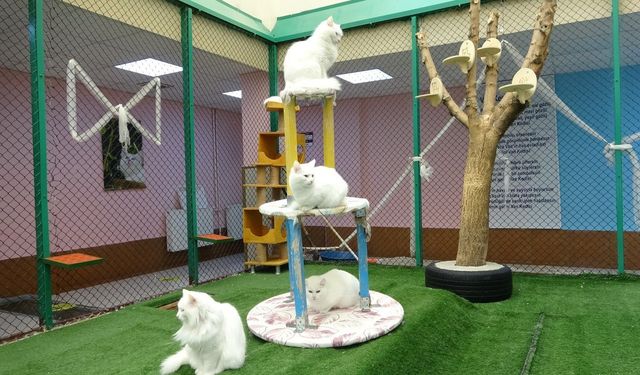 Van’ı dünyaya tanıtıyor: Akın akın turist çekiyor, tek bir yerde var!