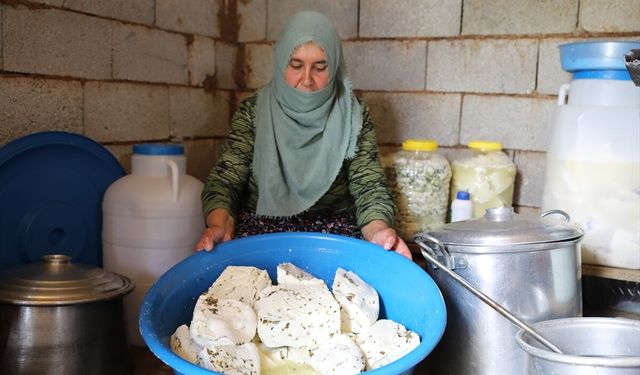 Türkiye'nin en şifalı peyniri Van’dan çıktı!