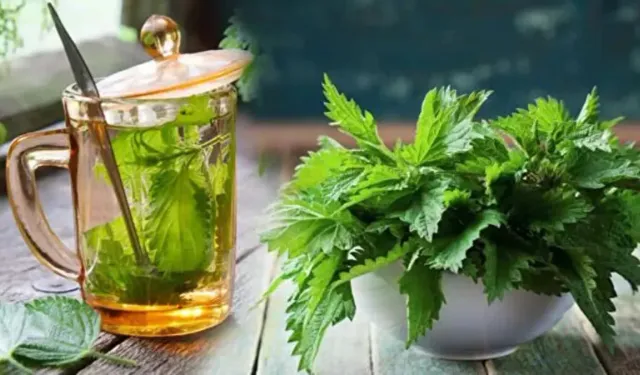 Isırgan otu neye iyi gelir, faydaları nelerdir? İşte merak edilenler...