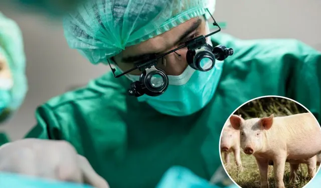 Tıp dünyasında devrim: İnsana domuz akciğeri nakledildi