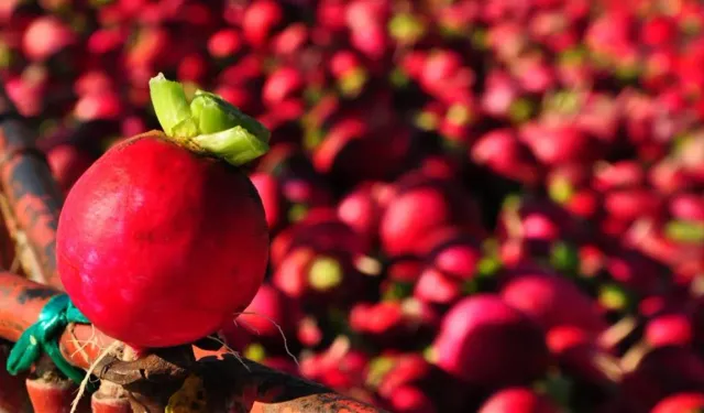 Bağışıklığı güçlendiriyor, kalbe iyi geliyor: Kırmızı turp