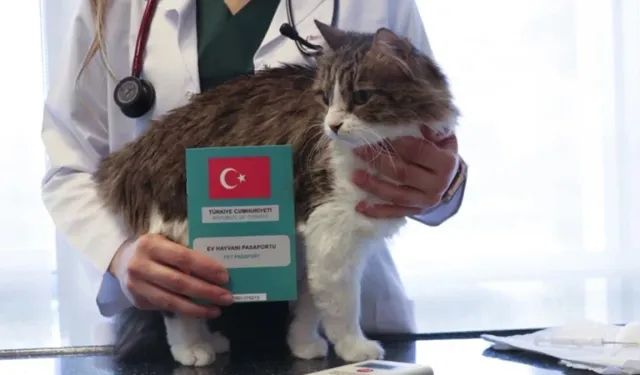 Evcil hayvan sahipleri dikkat! 31 Aralık’a kadar yaptırmayan yandı…