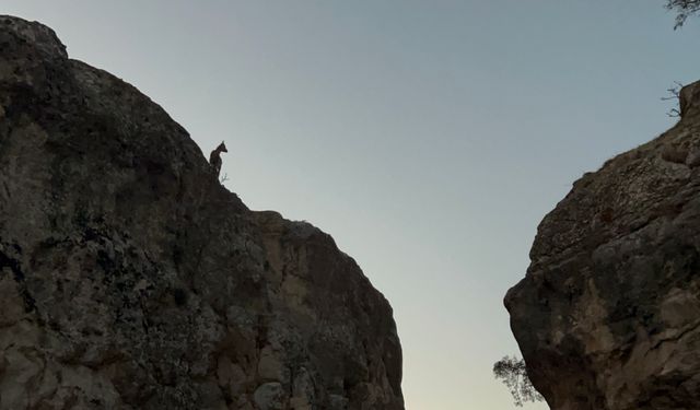 Tunceli'de koruma altındaki dağ keçileri görüntülendi