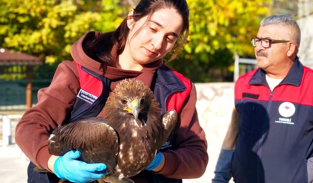 Tunceli'de yaralı halde bulunan kartal, tedavi altına alındı