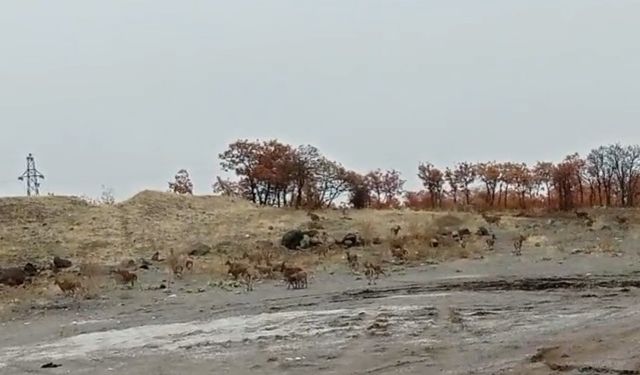 Tunceli'de dağ keçisi sürüsü görüntülendi