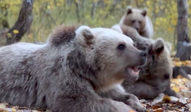 Van’da yaban hayvanları risk altında!