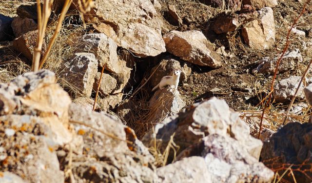Hakkarili dağcılar nesli tükenen hayvanı görüntüledi