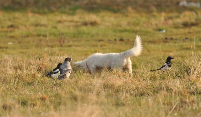 Van’da fotoğrafçıyı yanıltan kare: Gerçek ise bambaşka çıktı!