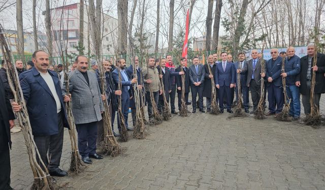 Adilcevaz’da 12 bin aşılı ceviz fidanı dağıtıldı
