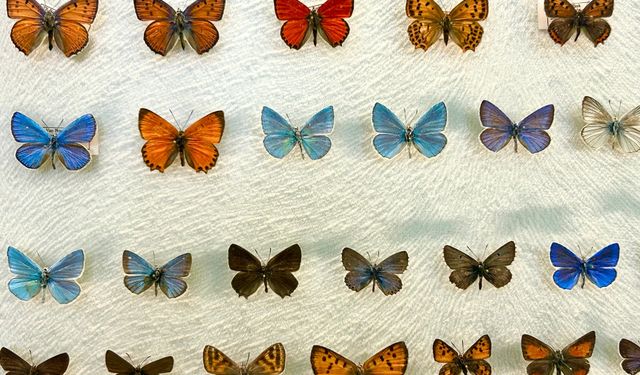 Van, Türkiye’nin kelebek hazinesi oldu