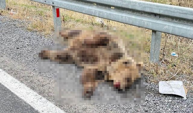 Van- Hakkari kara yolunda aracın çarptığı ayı telef oldu