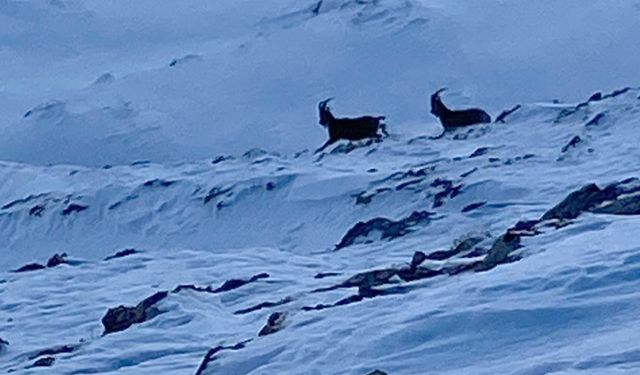 Van’da nesli koruma altındaki dağ keçileri görüntülendi