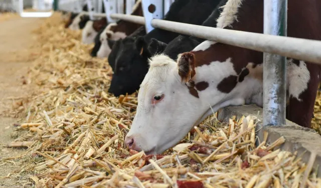 Van’a 300 milyon TL dev yatırım!