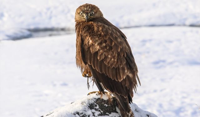Van’da ilk kez görüldü: Gören dönüp bir daha baktı!