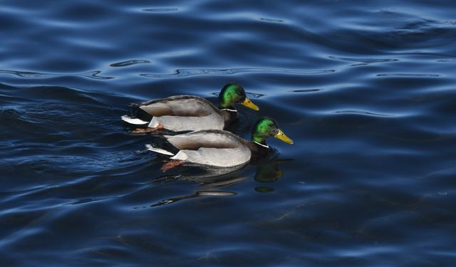 Van Gölü’nün yeni misafirleri ilk kez görücüye çıktı!