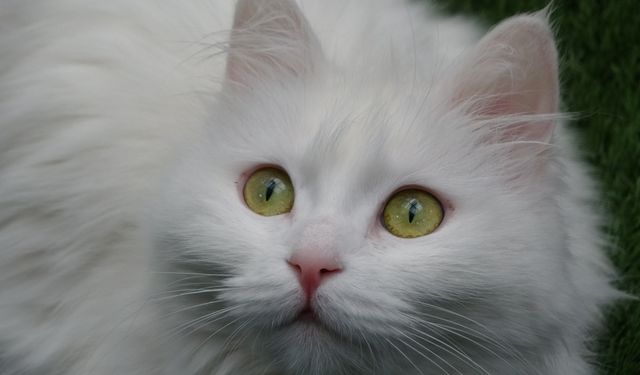 Van kedileri yılda üç kez bu dönemden geçiyor