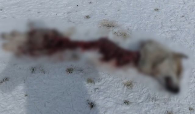 Van’da aç kalan kurtlar şehri merkezine inerek sokak köpeğini yedi