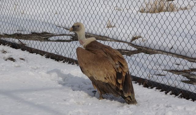 Doğanın yırtıcı kuşları Van’daki bu merkez ile özgürlüklerine kavuşuyor!
