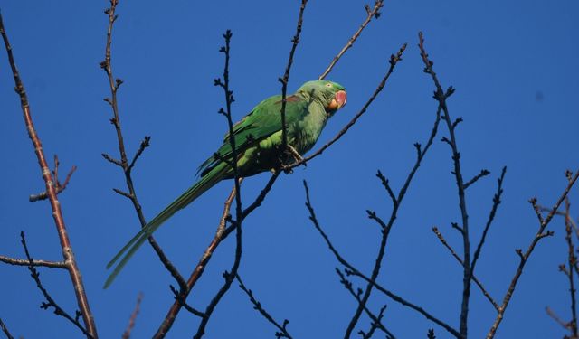 İstilacı kuş Van’ın yanı başına geldi!