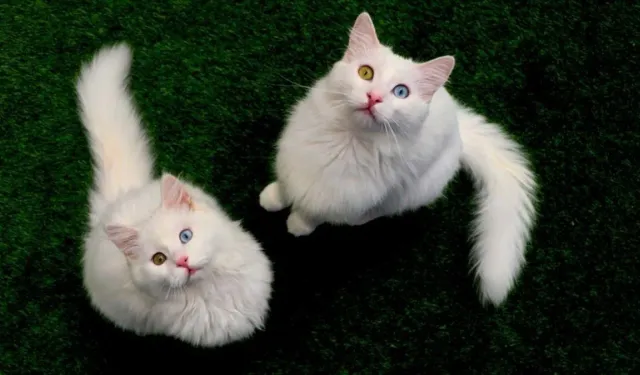 Van'ın turistik figürü arasında yer alıyor: 20 yeni üye doğdu!