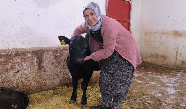 Van’da devlet desteğiyle besiciliğe başlayan kadın çiftçi 5 ayda hayvan sayısını ikiye katladı