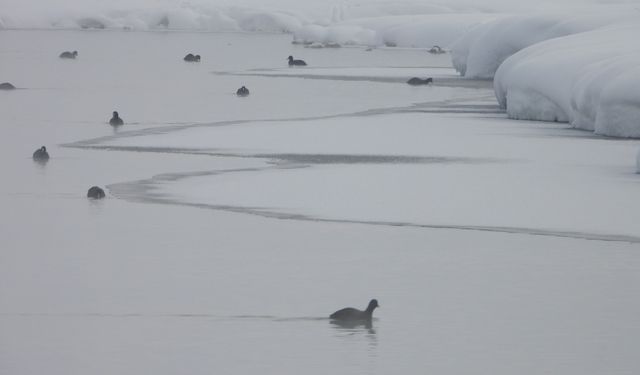 Van’da kuşların yeni mekânı: Kaz Gölü!