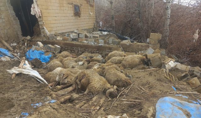 Van'da yağış faciası: Ahır çöktü, 23 küçükbaş hayvan telef oldu!