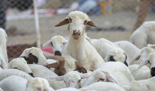 Hayvancılıkta yeni dönem: Devlet garantili 108 bin hayvan dağıtılacak!