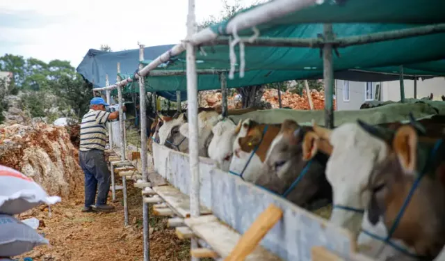 2026 kurbanlık fiyatları belli oldu: İşte küçükbaş ve büyükbaş ortalama fiyatları…