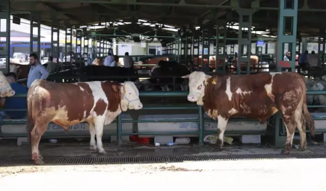 2026’nın ilk kurbanlık belli oldu! İşte ortalama fiyatlar…