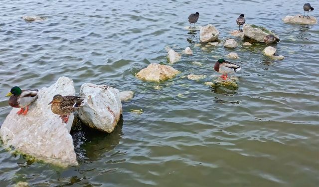 Van Gölü Havzası’na geri döndüler!