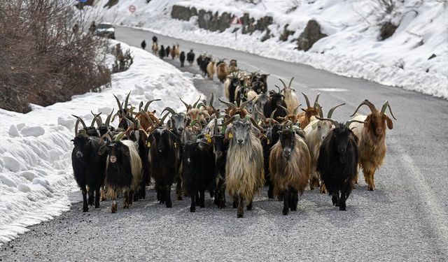 Van'da devlet desteğiyle küçükbaş hayvancılık artıyor!