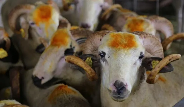 Kurban kesimleri yerlerinde yeni kurallar belli oldu!