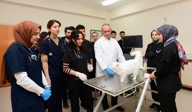 Van ve İran Kedileri arasındaki "genetik sır" ortaya çıktı!