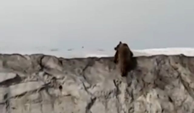 Van’da dev ayı şehir merkezine indi: İşte o korku dolu anlar!