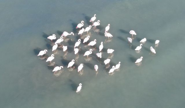Van’da baharın en güzel habercileri geri geldi, görsel şölen başladı!