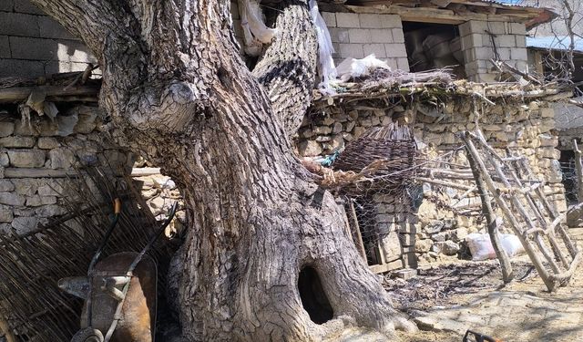 Van’da yoğun yağışa dayanamayan ceviz ağacı ahırın üzerine devrildi!