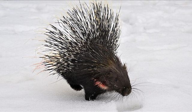 Hint oklu kirpi Van’da sağlığına kavuştu!