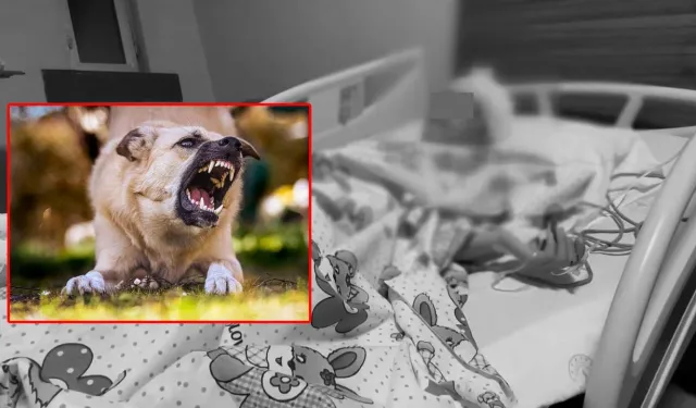 Van’da köpek saldırısı sonrası yanıltıcı haberlere soruşturma başlatıldı