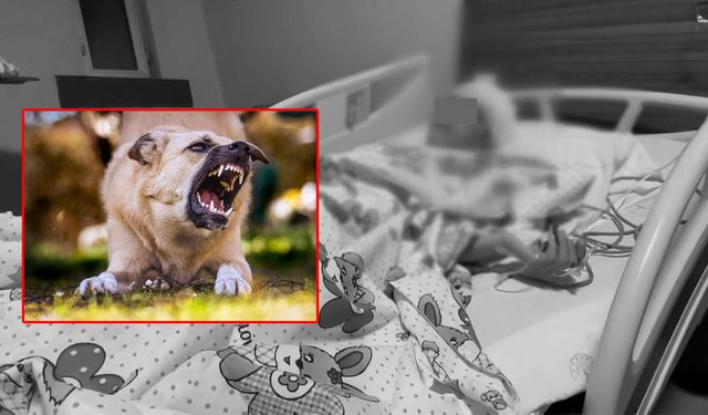 Van’daki köpek saldırısında gözaltına alınan belediye çalışanı hakkında yeni karar!