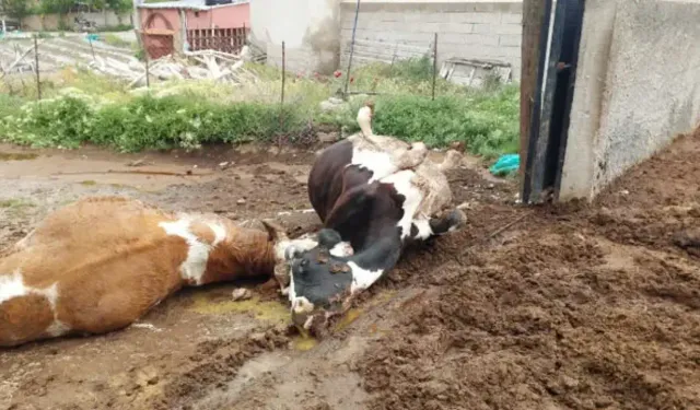 Yıldırım faciası! Yıldırımın çarptığı 2 inek telef oldu