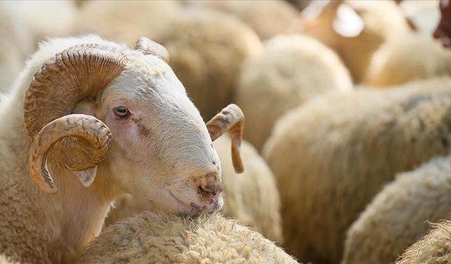 Kurban derileri ülke ekonomisine 20 milyar lira katkı sağlıyor