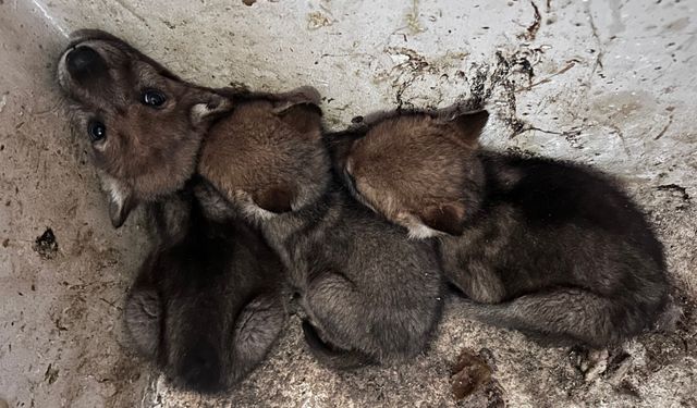 Van Gölü Havzası'ndan getirilen vahşi hayvan yavruları koruma altına alındı