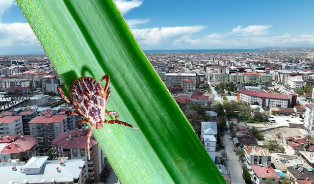 Van’da keneler en fazla hangi ilçede görülüyor? Uzmanlar açıkladı