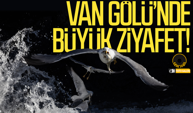 Van Gölü’nde büyük ziyafet: Doğanın en çılgın döngüsü Van’da yaşanıyor