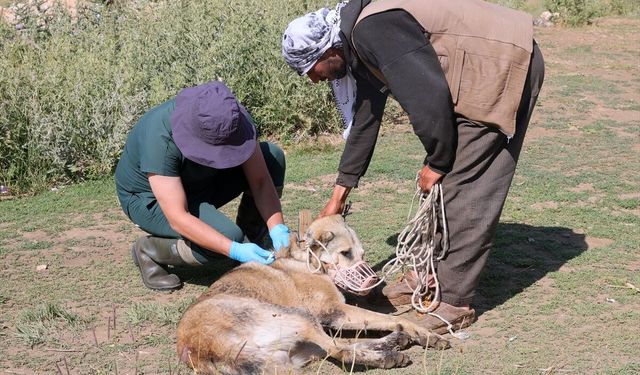 Sahipli bin köpek kimliklendirilerek aşılandı!